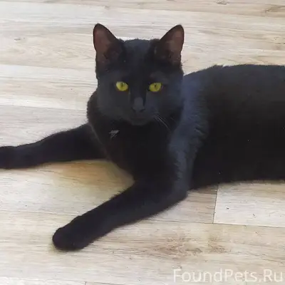 Пропала черная кошка с белым пятном на груди