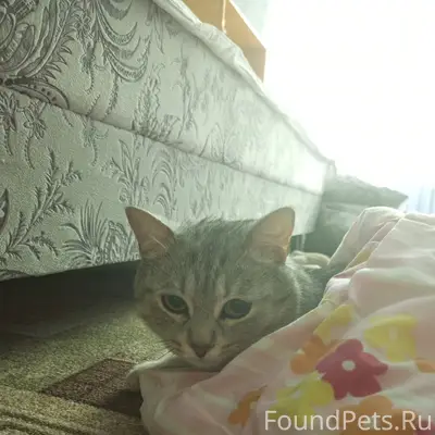 Пропал котёнок, Ленина 39