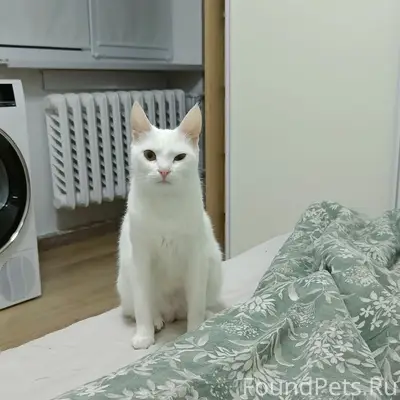 Пропала кошка Соня, район Хрюкина