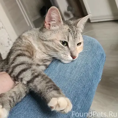 Пропала кошка Юнка, остановка Юность