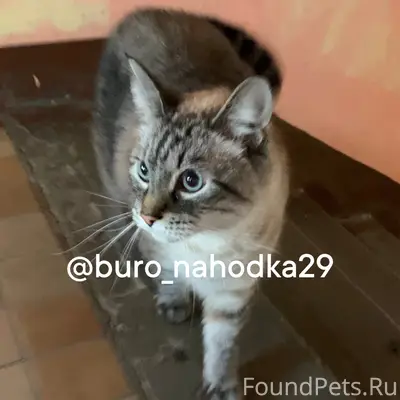 Найден кот, Дзержинск