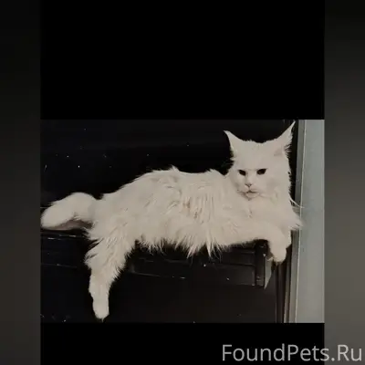 Пропал кот, Нагаево