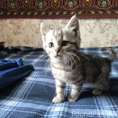 Пропал котёнок Семён, улица 9 Января