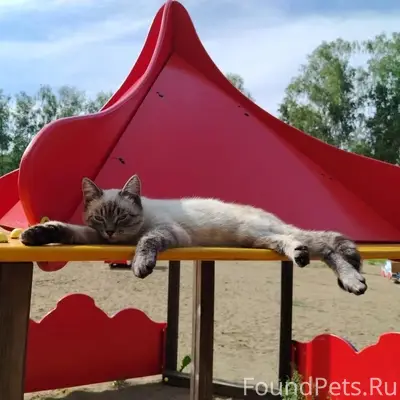 Пропал кот, Промышленная