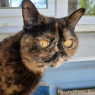 Пропала кошка экзотик Мура