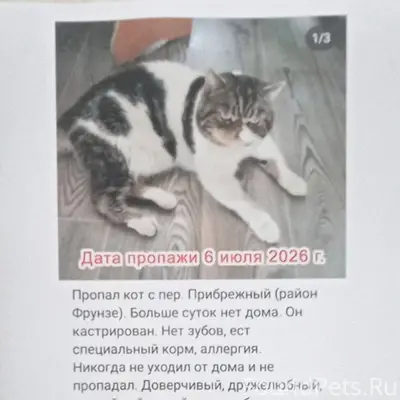 Пропал кот