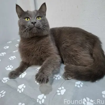 Найден котик Серик, ласковый и спокойный