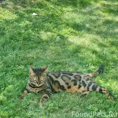 Пропала бенгальская кошка, район стадиона