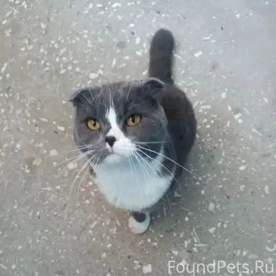 Найден кот, 1 мкр