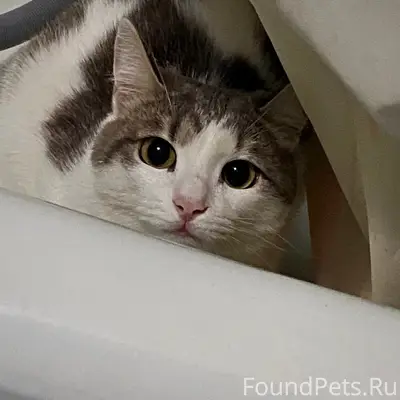 Пропала кошка Ася, район 12 школы