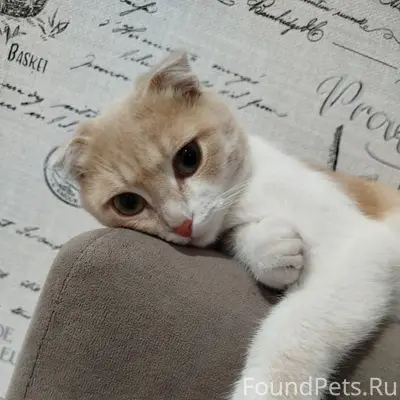 Пропал вислоухий кот Персик, ул. Торгунская