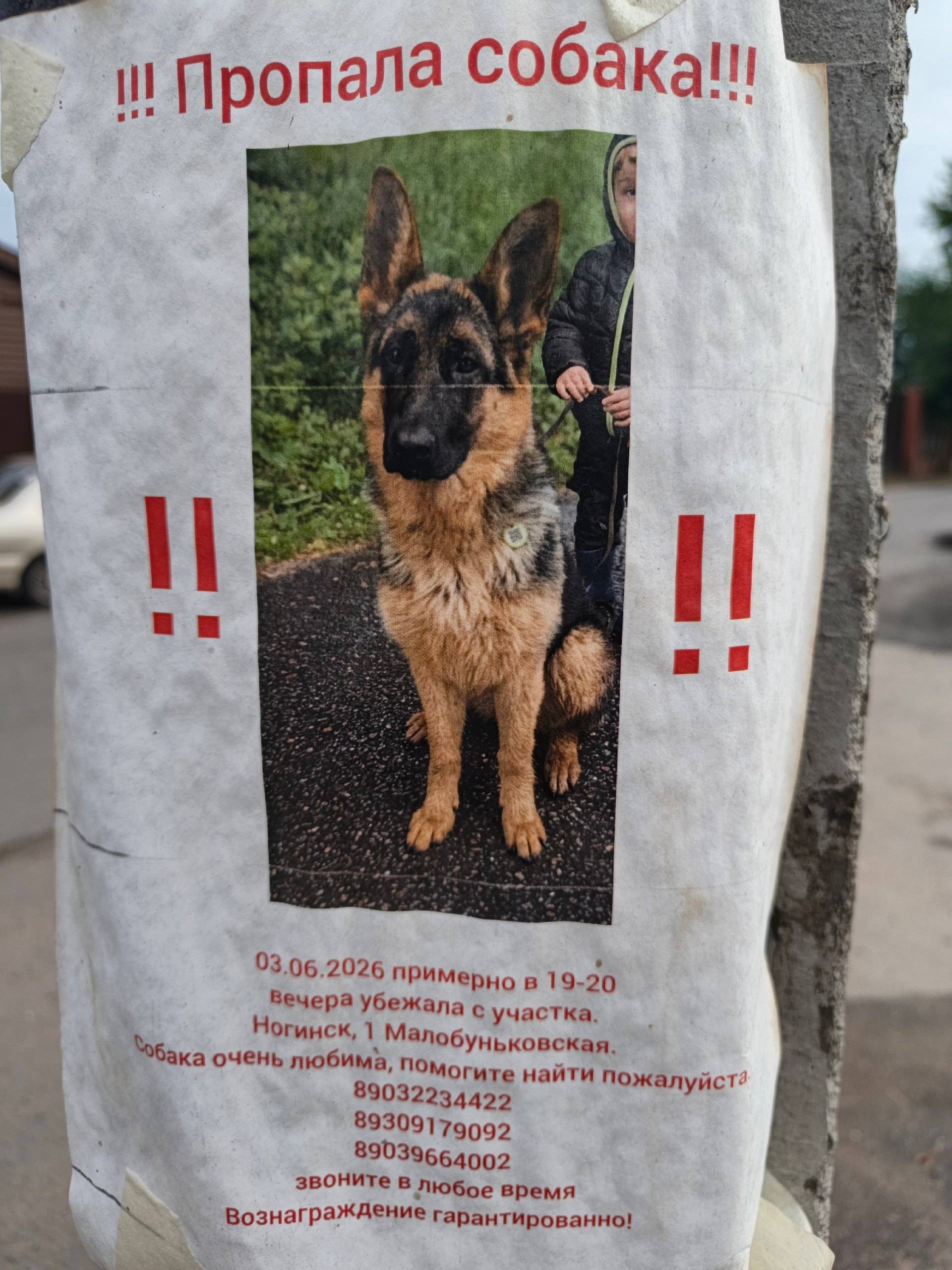 Пропала немецкая овчарка, Ногинск