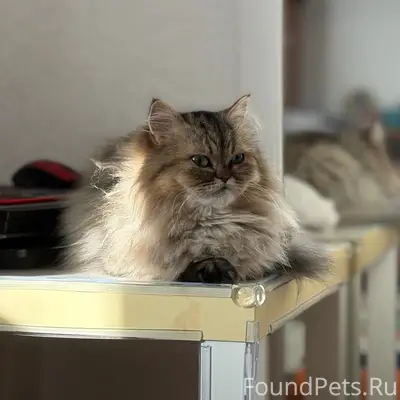 Пропала кошка Алиса, ул. Олега Кошевого