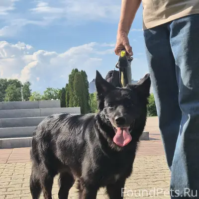 Найден щенок, Кострома