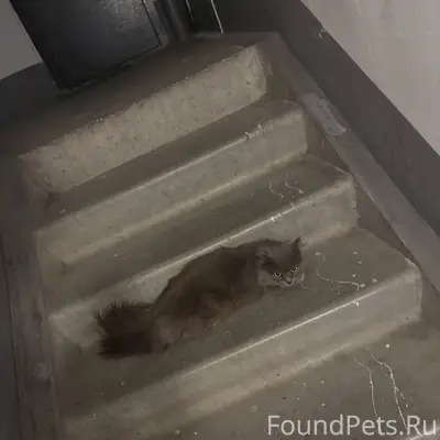 Найдена кошка, Краснопольский