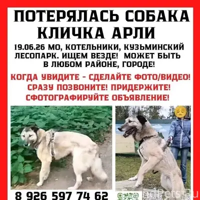 Пропал пёс Арли, Котельники (МО)