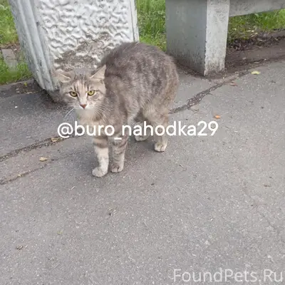 Найдена кошка, Архангельск