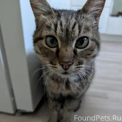 Найден кот, Заводской район, Саратов