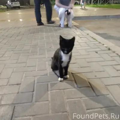 Найден котёнок-подросток, ГЭС