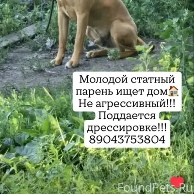 Найден пёс, Орджоникидзевский район