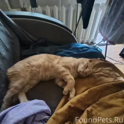 Найден кот, район плотины на нлмк