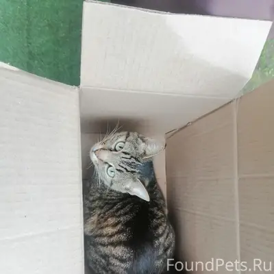 Пропала кошка, район Я. Фабрициуса