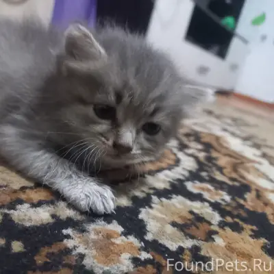Пропал котёнок Мася, Цветной бульвар