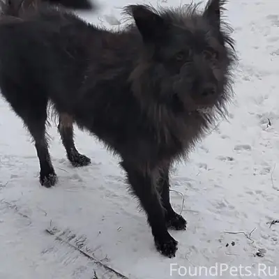 Пропала собака, у кинотеатра