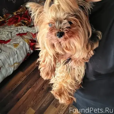 Пропала собака Мила, 7 км зелёной зоны