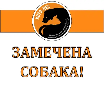 Найденная такса в красном ошейнике, район Русское Поле