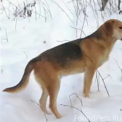 Пропала Русская гончая, поселок Тыелга