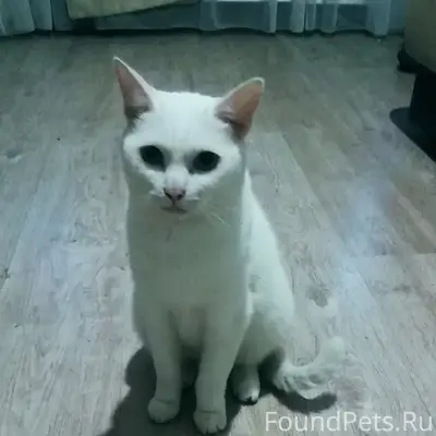Найден котик, район Леонова/Нефтяников