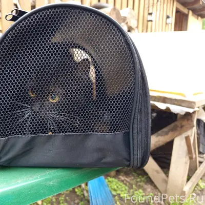 Найдена кошка, сквер на Павлова 16