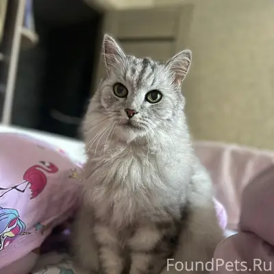 Пропал кот Тима, 16-я улица
