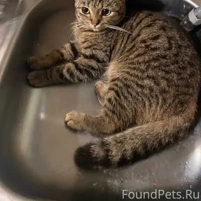 Пропал веслоухий кот Гарик, Костромская улица