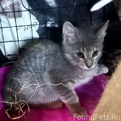 Найден котёнок, Металлургов, 39