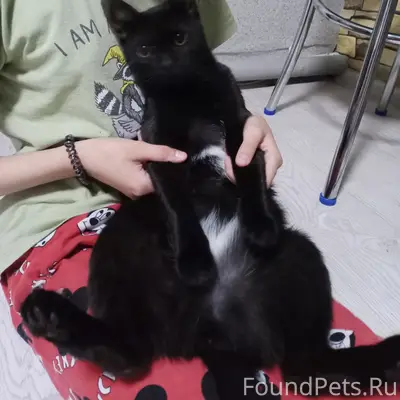 Пропала кошка Маруся, улица Октябрьская