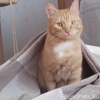 Пропала кошка Муся, Бульвар Ленина