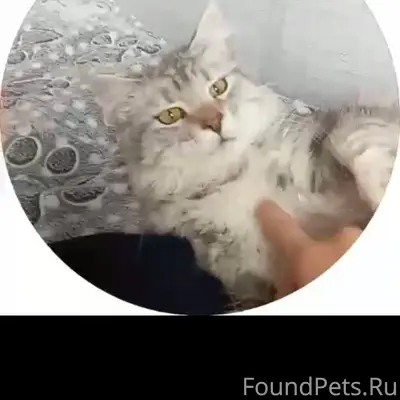 Пропала мэйкун Искра
