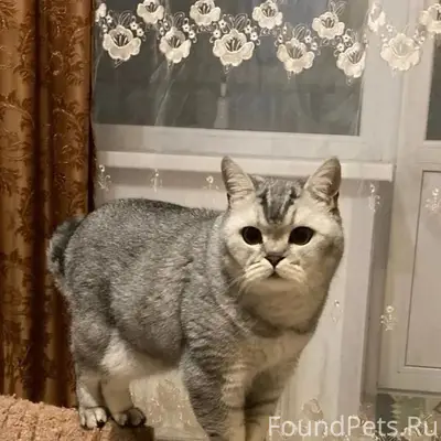Пропал британец Баксик, д. Троица