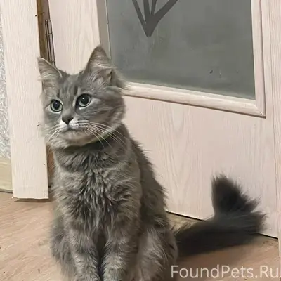 Пропала серая кошка Мурка, район старого Шибенца