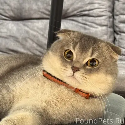 Пропал вислоухий кот, Инкерман
