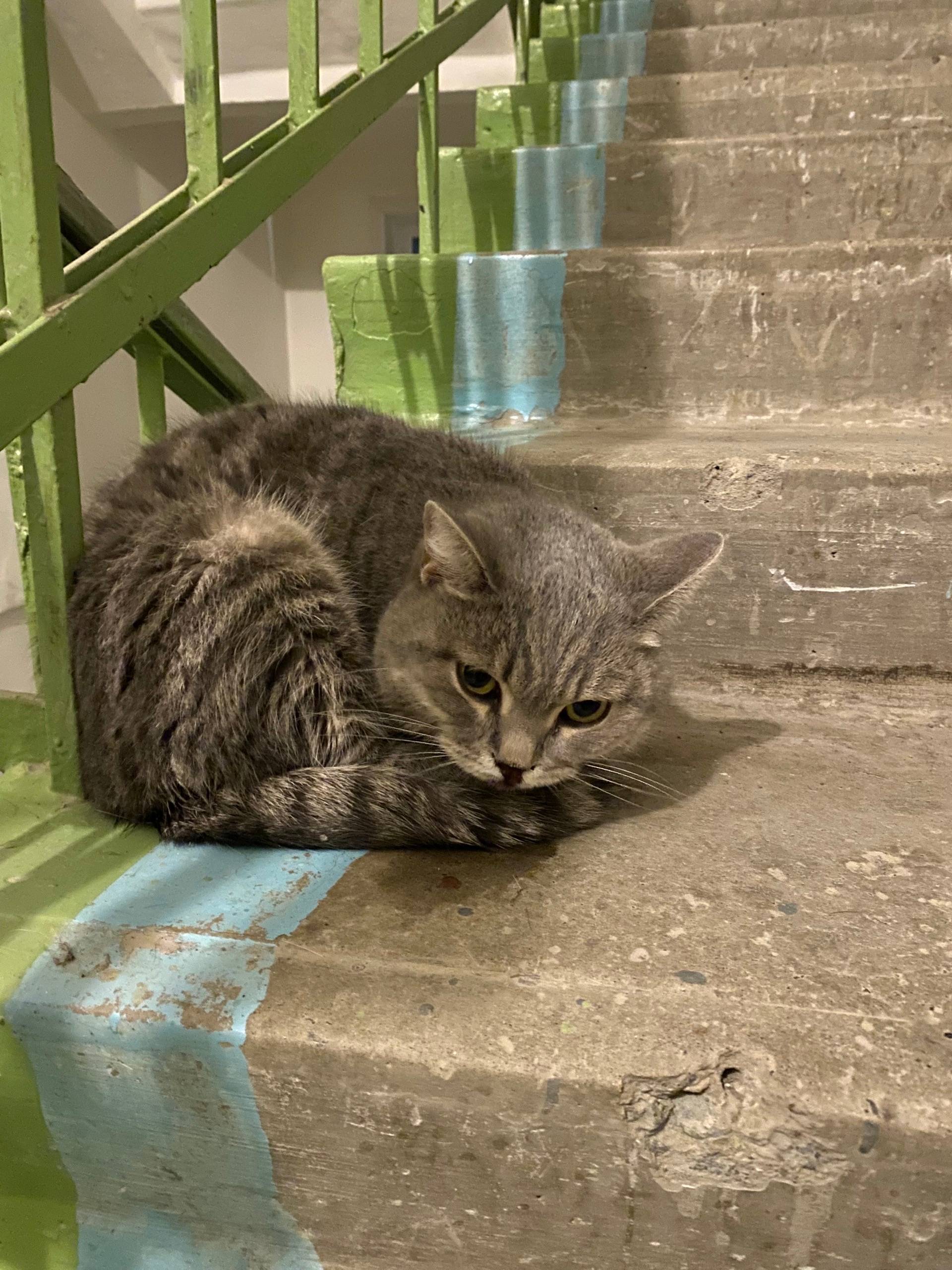 Найдена кошка, Вайнера 53