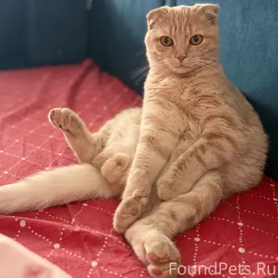 Пропал домашний кот, ищите по фото
