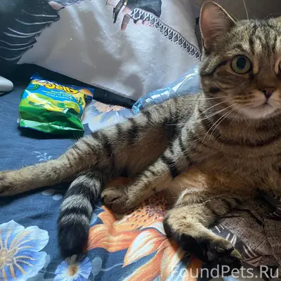 Пропала кошка, Вышка 2