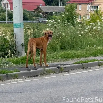 Найден бездомный пёс, Парфентьево