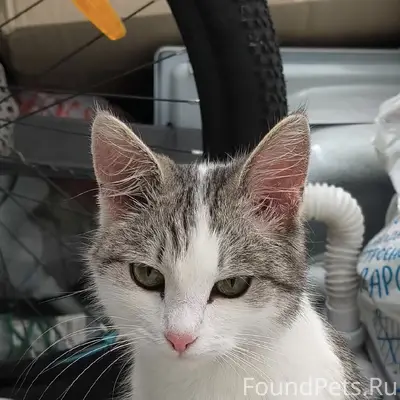 Найдена кошка, подъезд