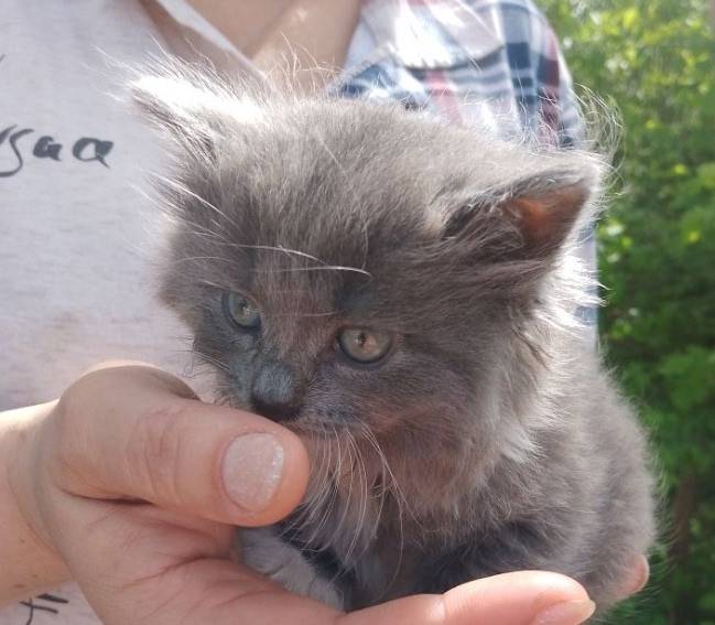 Пропала кошка, серенькая с белыми лапками