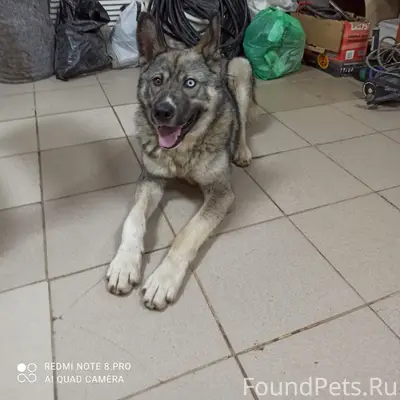 Найден пёс, Хлызово