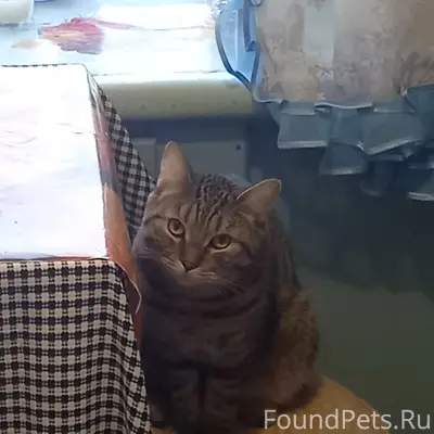 Пропал кот Брас, Ленено